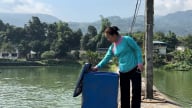 Một nông dân Lào Cai thu tiền triệu nhờ nuôi cá đặc sản 