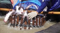 Cá rô phi Trung Quốc quyết tâm bám trụ ở Mỹ bất chấp mối đe dọa áp thuế 60%