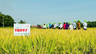 Hợp tác xã nông nghiệp ở Quảng Nam và vai trò liên kết sản xuất