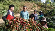 Sử dụng vốn vay Agribank hiệu quả mang lại thu nhập cao cho nông dân Sơn La
