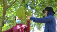 Nông dân Sơn La phát triển cây ăn quả bền vững