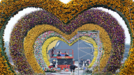 Ảnh ấn tượng tuần: Khách Tây đi cày cùng nông dân Hội An và festival hoa tươi lớn nhất miền Bắc