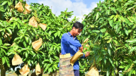 Ai ngờ ở nơi này của Bạc Liêu, một anh nông dân trồng thành công xoài đặc sản, tết này bán ra 10 tấn trái