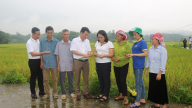 Bón phân NPK vi sinh Lâm Thao, cây lúa ở Lào Cai cho năng suất vượt trội, nông dân lợi đơn lợi kép