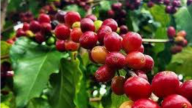 Giá cà phê giảm, thị trường bán ra thanh lý vị thế khi có dự báo mưa