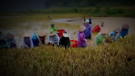 Nông dân Sơn La dầm mình dưới nước gặt lúa trong đêm chạy lũ