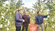 Trồng loại cây ra quả ngon tiêu chuẩn VietGAP, đạt sao OCOP, dân nơi này Hà Tĩnh hễ bẻ là bán hết
