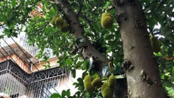 Vì sao xoài, mít rải khắp phố phường nhưng người Trung Quốc không ai dám ăn?