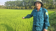 Ông nông dân Quảng Bình chia sẻ kinh nghiệm bón phân gà trên ruộng lúa để chuột không tới cắn phá