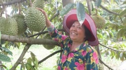 Chuyện làm giàu của nữ tỉ phú ươm cây giống ở Vĩnh Long