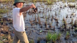 4.000 lít dầu tràn, gây cháy ruộng đồng ở Thanh Hóa tai hại ra sao?