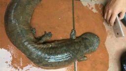 'Quái vật' bò ngang đường trong đêm lạnh ở Lào Cai là sa giông khổng lồ?