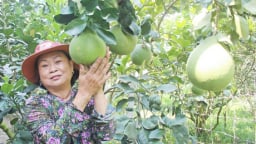 Lạ Vĩnh Long: Gây vườn bưởi Năm Roi được 5 năm nhưng không có trái