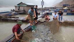 Lai Châu: Một ông tỷ phú nông dân thuần hóa và nuôi thành công loài 'thủy quái' ở thượng nguồn sông Đà