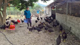 Điện Biên: Mát tay nuôi gà thả vườn đi lang thang ở trang trại mênh mông, ông nông dân 'tay ngang' kiếm bộn tiền
