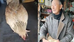'Quái gà' lạ lùng: Nhất quyết không ăn thóc, chỉ thích ăn đinh ốc sắt