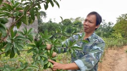 Bán cây giống gì mà một ông nông dân tỉnh Thái Bình lãi gần 1 tỷ đồng mỗi năm, thoát cảnh sạt nghiệp?