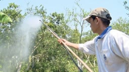 Chuyện lạ Đồng Tháp: Cho cam, quýt 'uống' nước dừa, 'ăn' trứng vịt, chuối chín