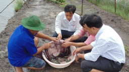 Học nghề xong, nhà nông Đất Mũi ứng phó hiệu quả với hạn, mặn