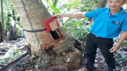 Chuyện lạ Hậu Giang: 'Dụ' ong làm tổ trong thùng xốp, ở hốc cây dừa, thu mật ngon, bán đắt tiền