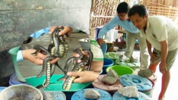 Chuyện lạ ở Hậu Giang: Nuôi rắn trong can nhựa, bò loanh quanh mà lớn nhanh, thò tay bắt dễ