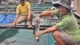 Quảng Bình: Làng nghèo rớt mồng tơi bỗng đổi đời nhờ nuôi toàn cá đặc sản to bự