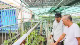 Tranh thủ lúc nhiều người đang săn lùng, một nông dân Quảng Trị làm giàu nhờ trồng lan rừng