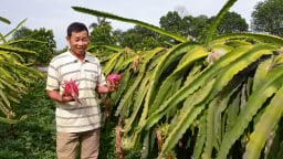 Chuyện lạ Thái Bình: U50 'bắt' thanh long bò ngang rồi cứ thế 'bỏ túi' hàng trăm triệu/năm
