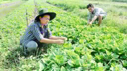TP HCM: 'Thắng' phèn chua, nước đen, dân ở đây làm giàu trên vùng đất khó
