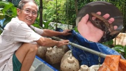 Lạ Hậu Giang: 'Tuyệt chiêu' chăm con trơn trơn bị chích điện không chết mà vẫn lớn ầm ầm trong can nhựa