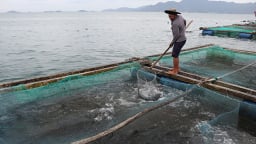 Khánh Hoà: Khốn khổ, cá bớp đặc sản chết hàng loạt, có hộ cá chết sạch, vớt lên 2 tấn
