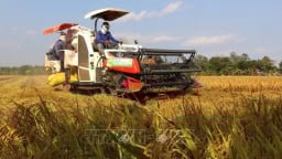 Lúa Đông Xuân tại Hậu Giang được giá