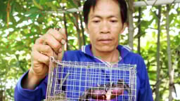 29 Tết: Chuyện lạ Cà Mau, dùng rập chuột bẫy con ba khía 'không trượt phát nào'