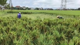 Nông dân bất lực nhìn lúa Đông Xuân sắp thu hoạch đổ rạp