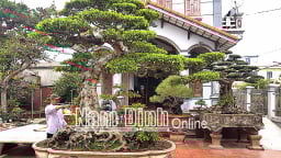 Nam Định: Trồng cây cảnh độc, lạ theo kiểu dây chuyền, nông dân nơi này xây được nhà cao cửa rộng