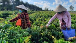 Hậu Giang: Lạ đời, trồng rau dại đọc 'méo cả miệng', ai ngờ lại được quán xá, nhà giàu săn lùng hỏi mua tới tấp