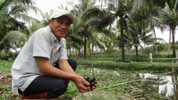 Bình Định: Lang thang đi nhặt loài ốc đặc sản ở ngoài đồng, suối hoang về nuôi, lãi nửa tỷ, cả làng phục sát đất