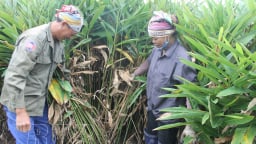 Thái Bình: Trồng thứ cây tốt um như cỏ dại, cuốc một nhát bật lên toàn củ, tháng nào cũng 'đút túi' 30 triệu