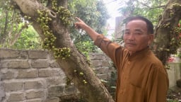 Chuyện lạ Ninh Bình: Cây sung mọc quả chi chít nhưng không ai dám hái ăn
