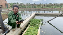 Gia Lai: Một nông dân đem loài ốc lạ về nuôi ở khu lò gạch bỏ hoang, ai ngờ nhiều người đòi đến xem