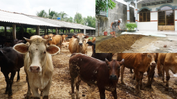 Chuyện lạ Bến Tre: Nuôi bò không phải đợi bán bò mới thu được tiền, mà bán phân bò cũng kiếm tiền triệu