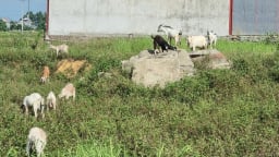 Ninh Bình: Chỉ nuôi 50 con dê lai thả đi lang thang ăn cỏ, ăn lá mà vẫn để dư được cả trăm triệu