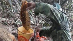 Săn sản vật quý hiếm của núi rừng Bắc Kạn, mỗi ngày kiếm tiền triệu không khó