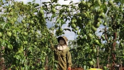 Tỉnh nào là nơi trồng chanh dây nhiều nhất cả nước, chanh dây trồng nhiều thế bán đi đâu?