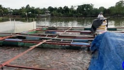 Đây là loài cá mau lớn khi nuôi sông ở Tiền Giang, hầu như đám tiệc, nhà hàng nào cũng mua 