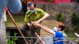TP.HCM: '62 vị thần Kim Quy' quý hiếm được đưa từ chùa về trạm cứu hộ