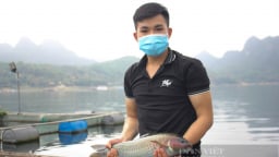 Cá lồng đặc sản nuôi dưới hồ thủy điện Hòa Bình, tung thức ăn xuống quẫy nước ầm ầm