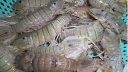 Nuôi thứ tôm bóc ra toàn thịt là thịt, bán giá nhà giàu, nhưng dân nơi này ở Cà Mau vẫn lo nạn bắt trộm
