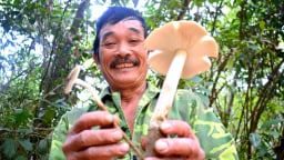 Cả làng ở Quảng Trị thay nhau canh giữ rừng ví như 'báu vật', mỗi năm thu, nhặt nhiều đặc sản