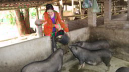 Nuôi thứ lợn lưng uốn đáy võng nơi 'khỉ ho cò gáy', ai ngờ cô nông dân người Thái Sơn La lại bán đắt tiền